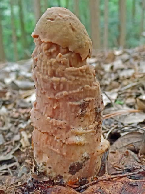 人間じゃないけど人間っぽいと思った画像を貼るトピ