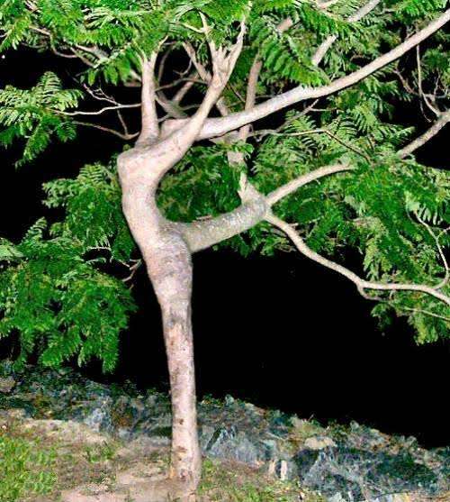人間じゃないけど人間っぽいと思った画像を貼るトピ