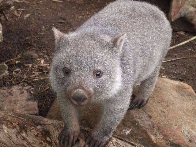 ウォンバットの画像を貼るトピ