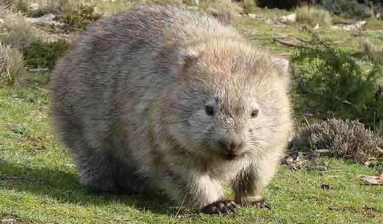 ウォンバットの画像を貼るトピ