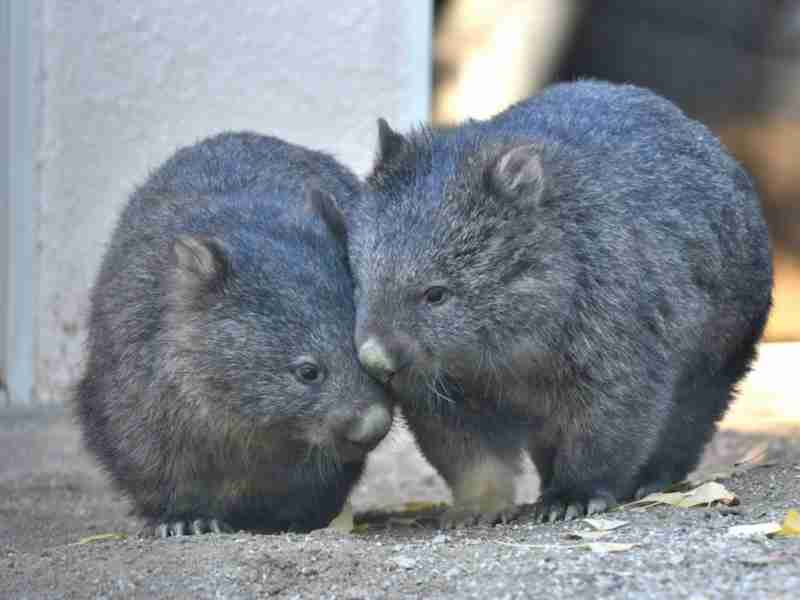 ウォンバットの画像を貼るトピ