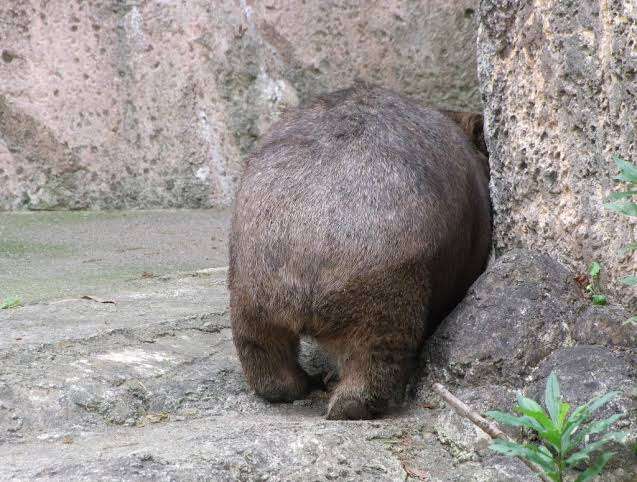 ウォンバットの画像を貼るトピ