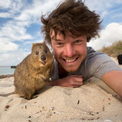 ウォンバットの画像を貼るトピ