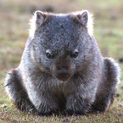 ウォンバットの画像を貼るトピ