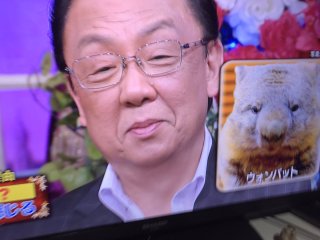 ウォンバットの画像を貼るトピ