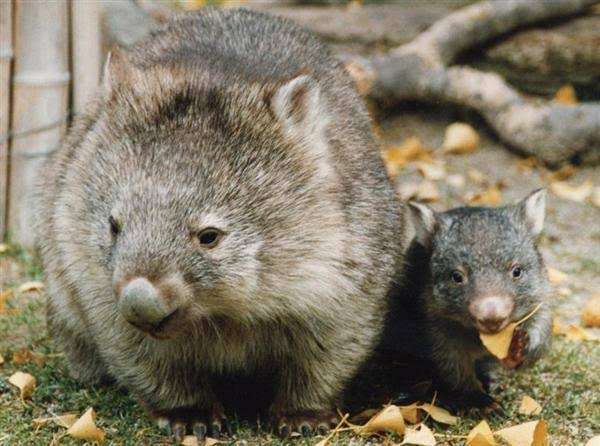 ウォンバットの画像を貼るトピ