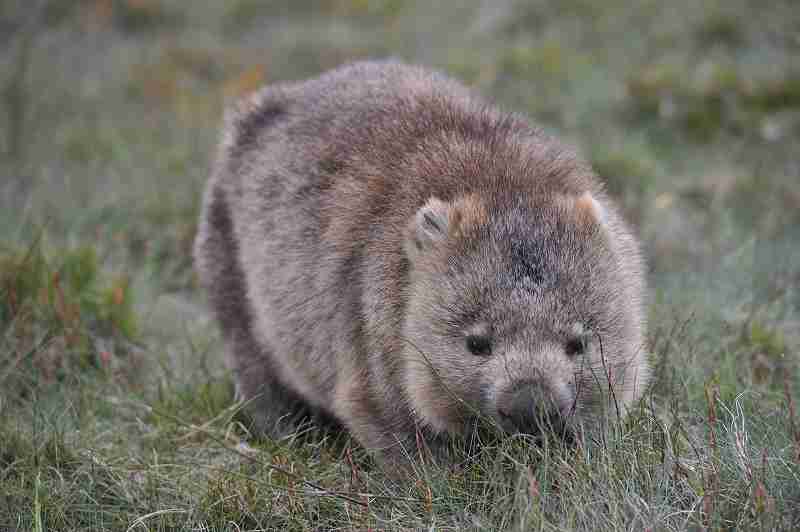 ウォンバットの画像を貼るトピ