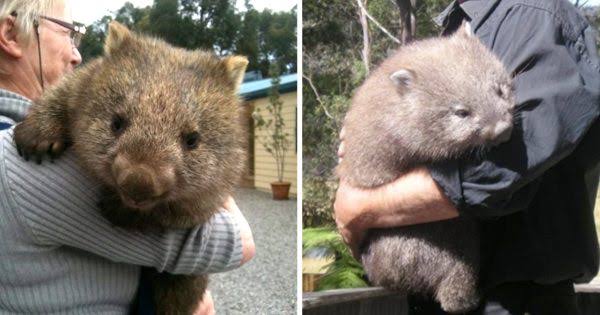 ウォンバットの画像を貼るトピ