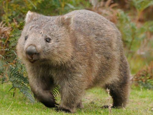 ウォンバットの画像を貼るトピ