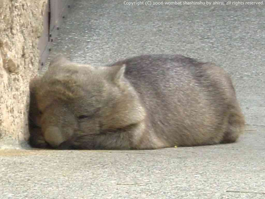 ウォンバットの画像を貼るトピ