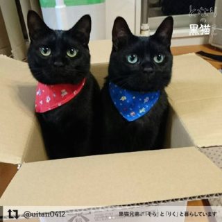 ローラ、黒ジャケットでまとめた姿が大反響「黒猫みたい」「猫ちゃんみたい」