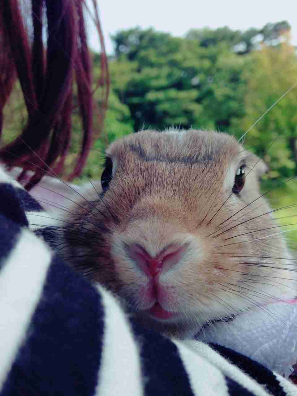 ウサギ好きのための雑談トピ🐰