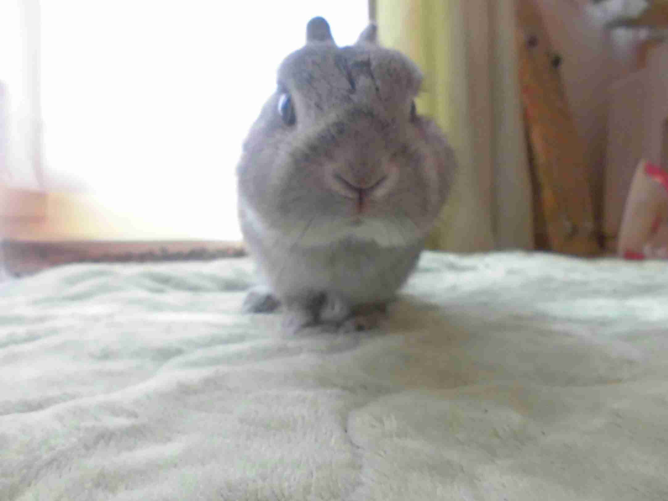 ウサギ好きのための雑談トピ🐰