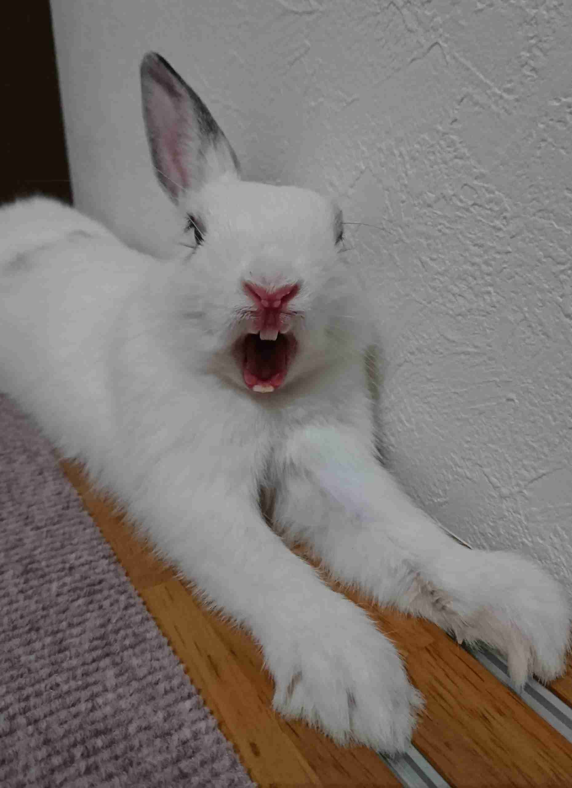 ウサギ好きのための雑談トピ🐰