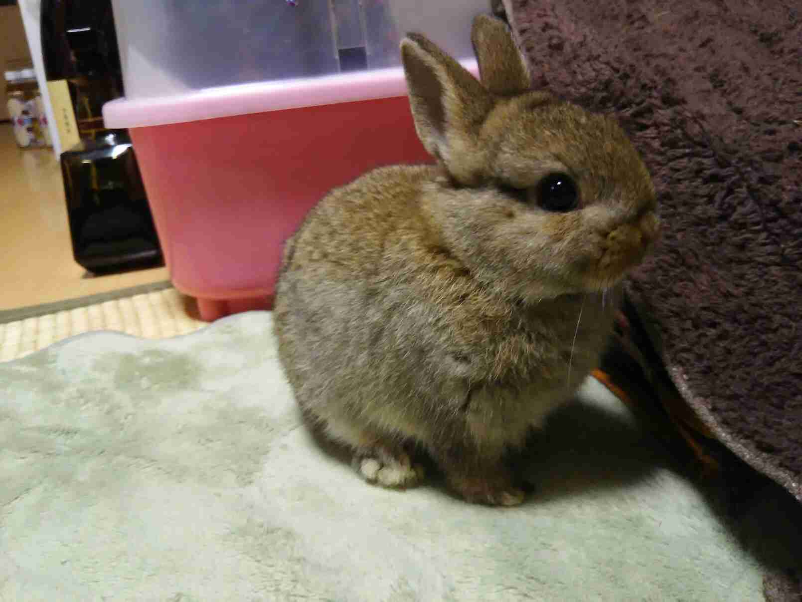 ウサギ好きのための雑談トピ🐰