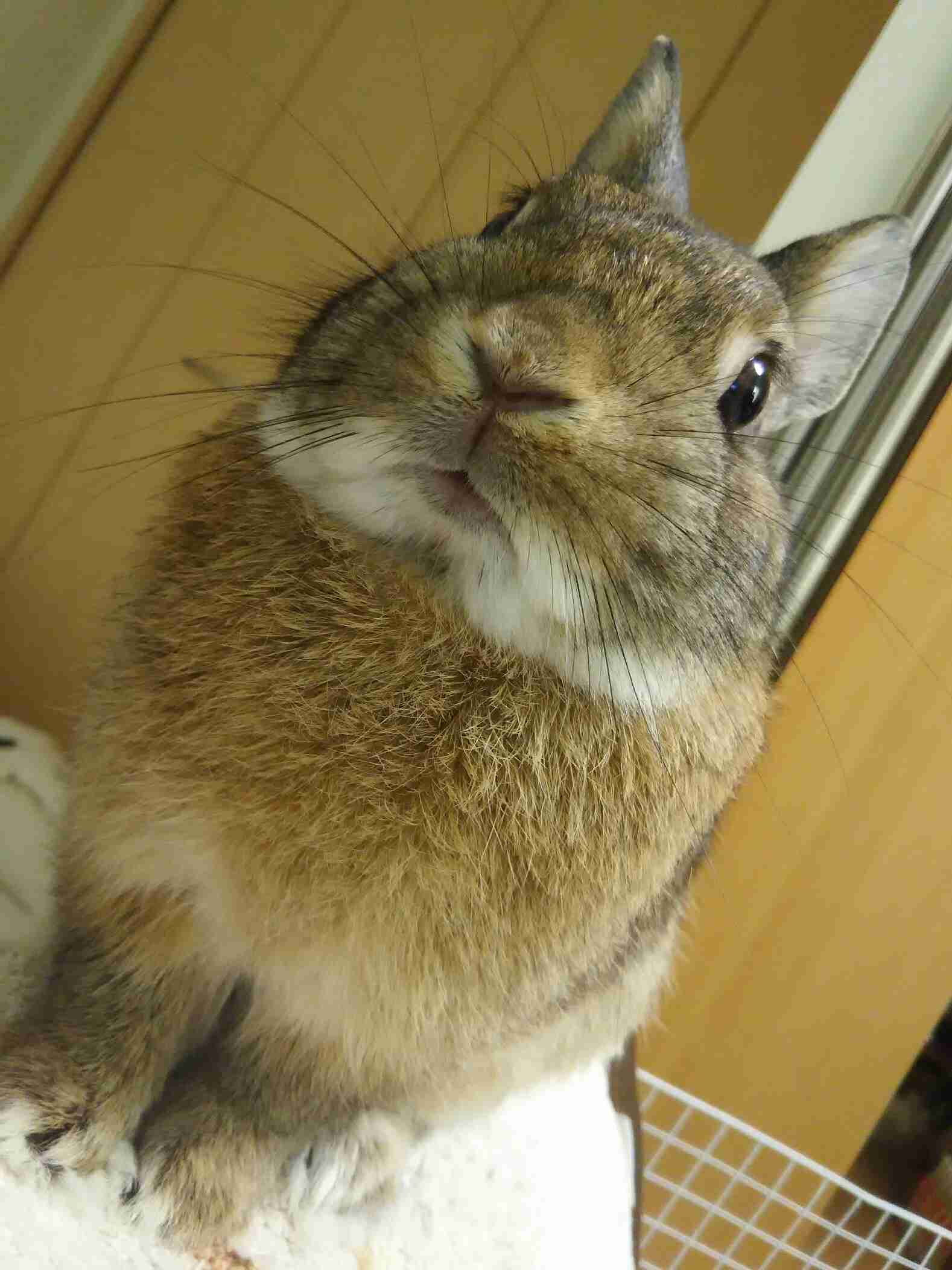 ウサギ好きのための雑談トピ🐰