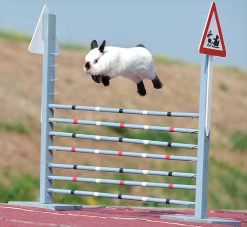 ウサギ好きのための雑談トピ🐰