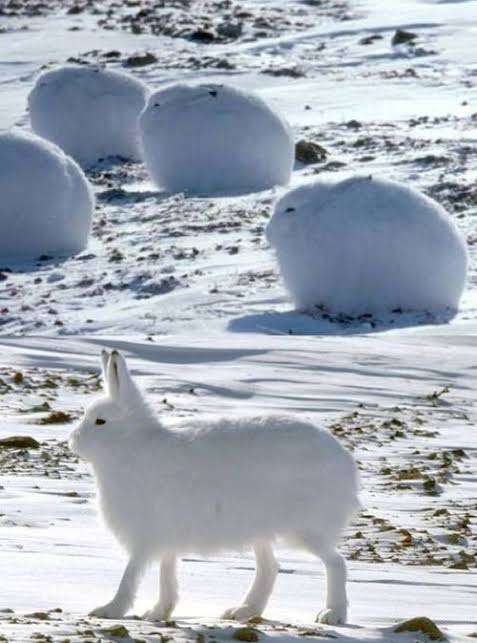 ウサギ好きのための雑談トピ🐰