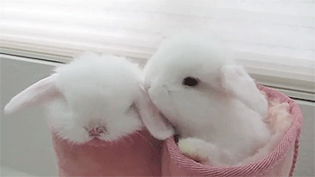 ウサギ好きのための雑談トピ🐰