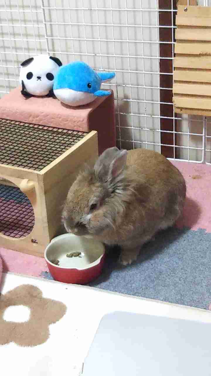 ウサギ好きのための雑談トピ🐰