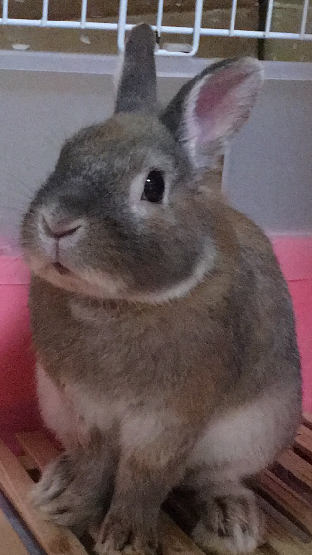 ウサギ好きのための雑談トピ🐰