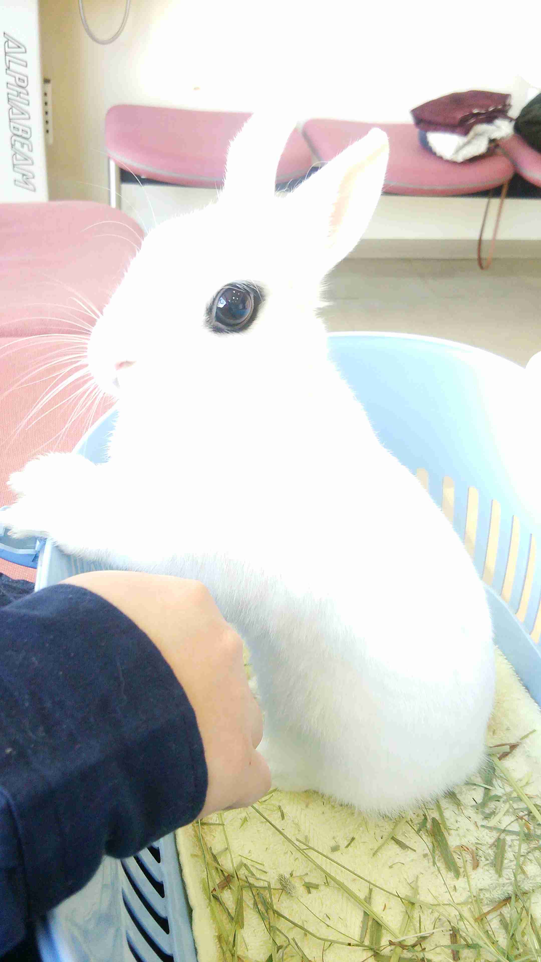 ウサギ好きのための雑談トピ🐰