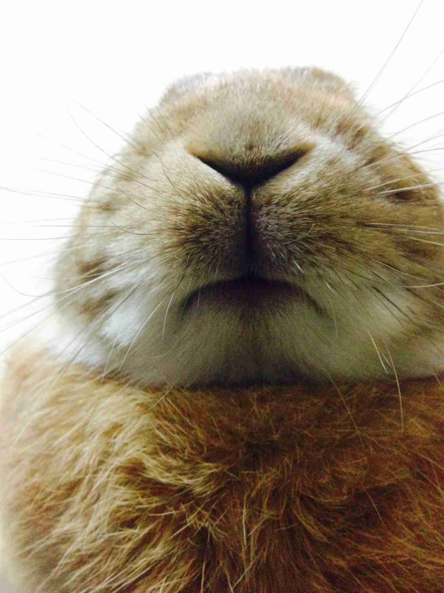 ウサギ好きのための雑談トピ🐰