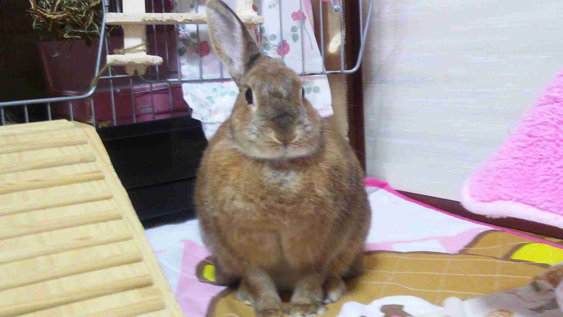 ウサギ好きのための雑談トピ🐰