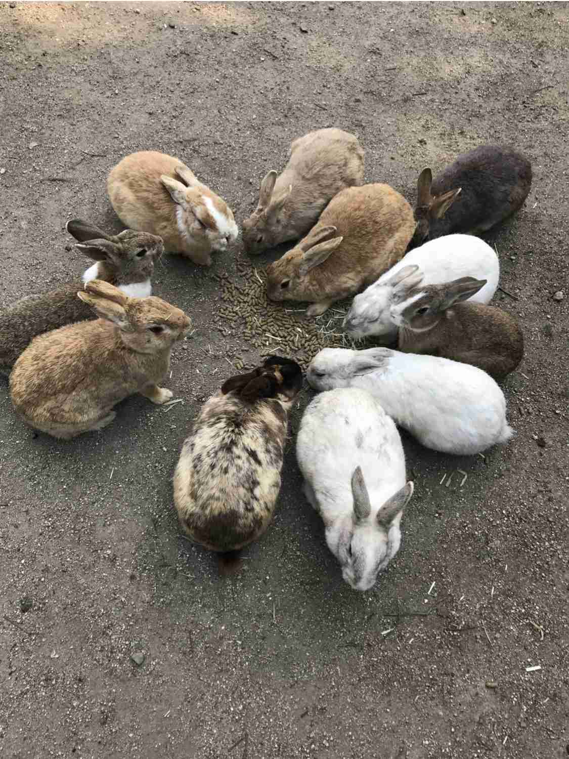 ウサギ好きのための雑談トピ🐰