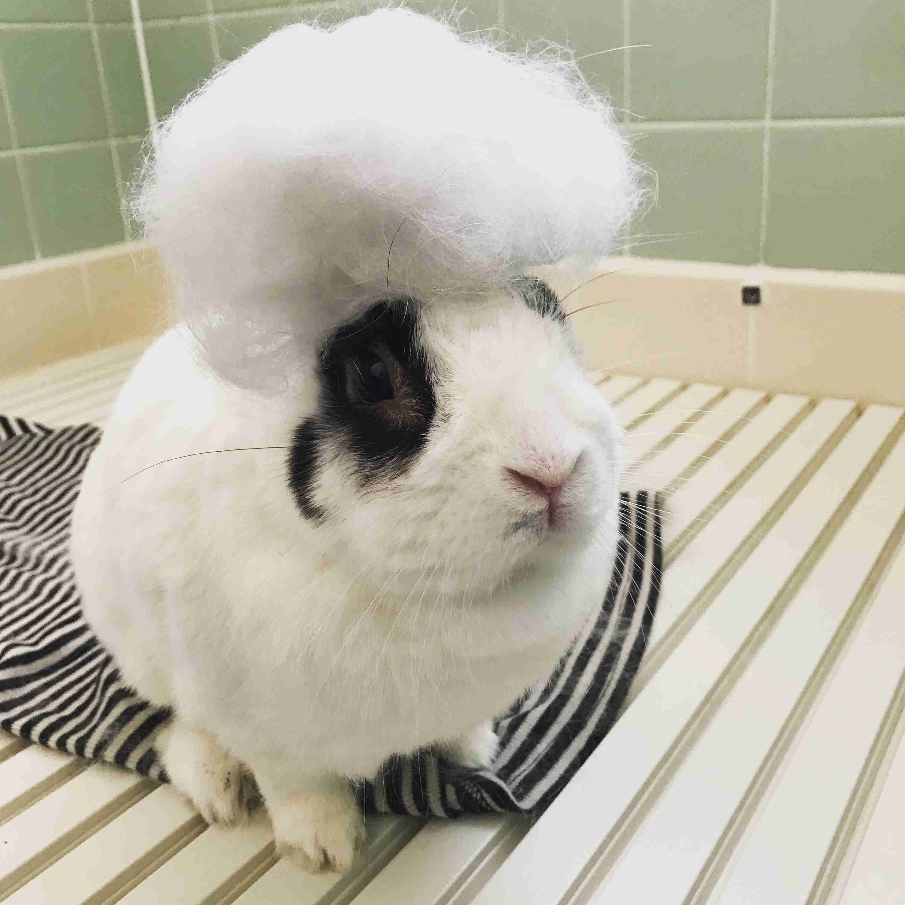 ウサギ好きのための雑談トピ🐰