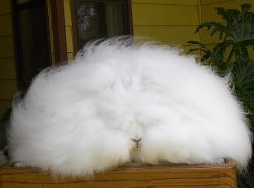 ウサギ好きのための雑談トピ🐰