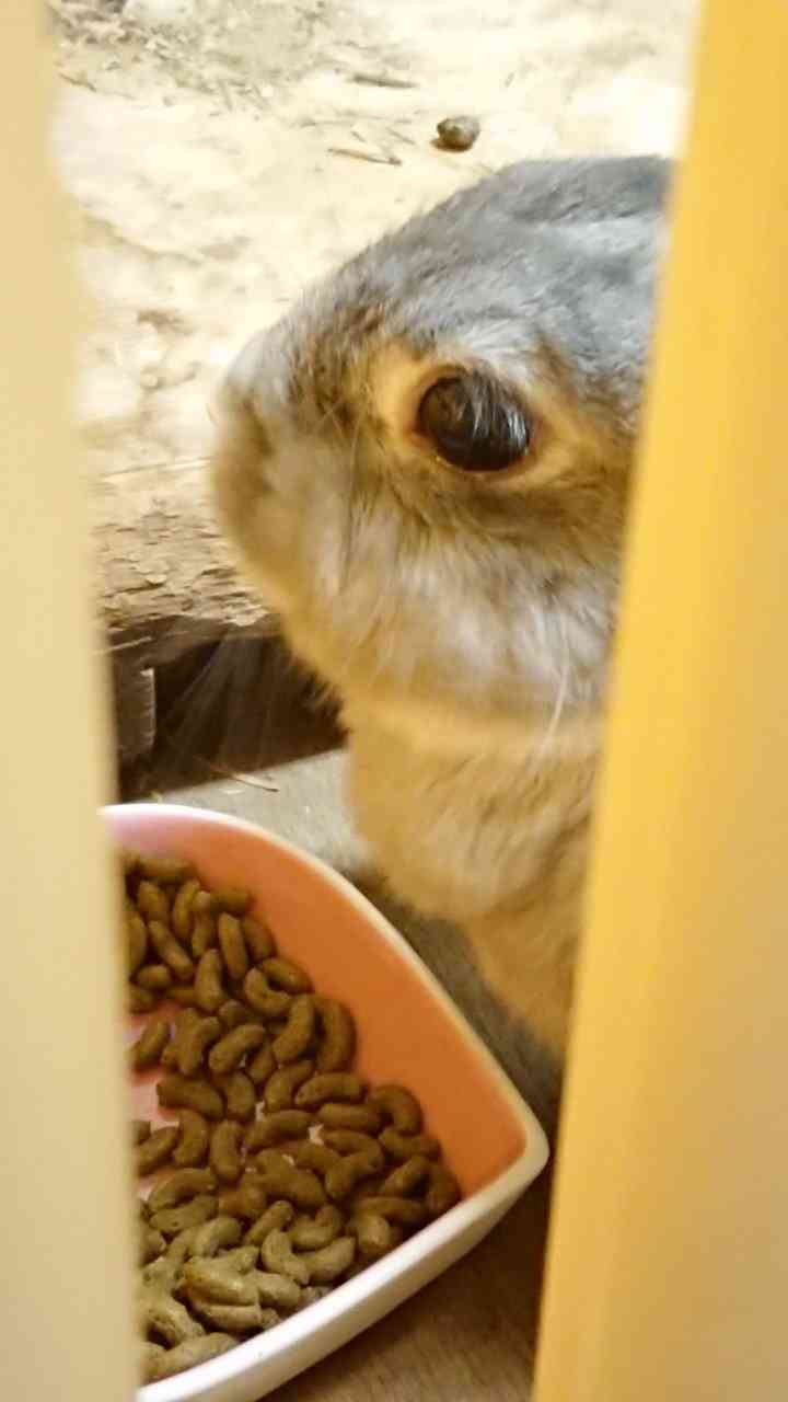 ウサギ好きのための雑談トピ🐰