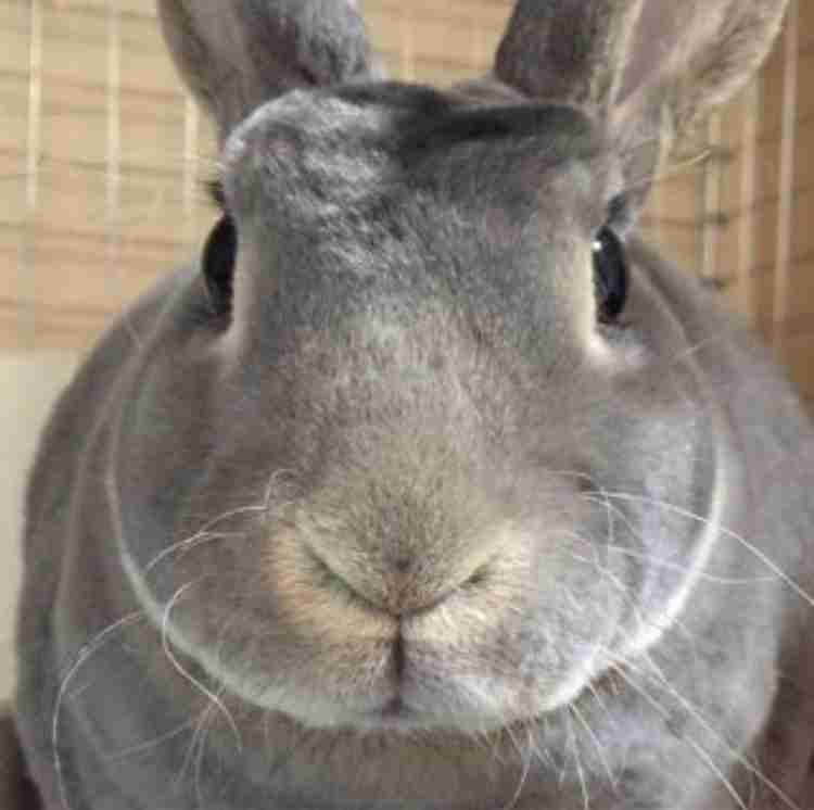 ウサギ好きのための雑談トピ🐰