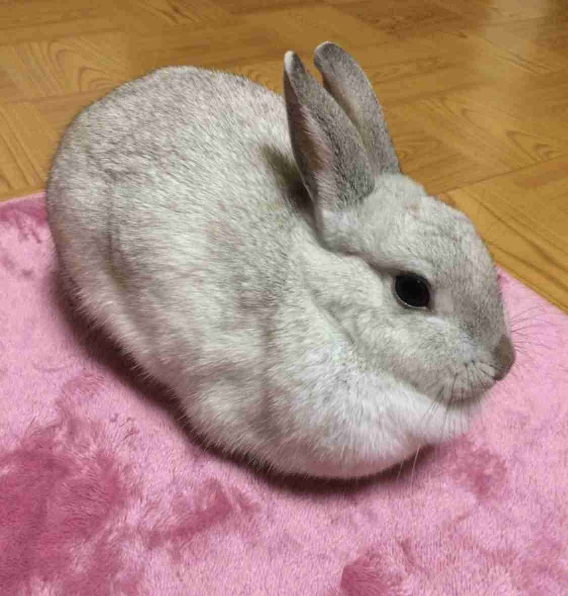 ウサギ好きのための雑談トピ🐰