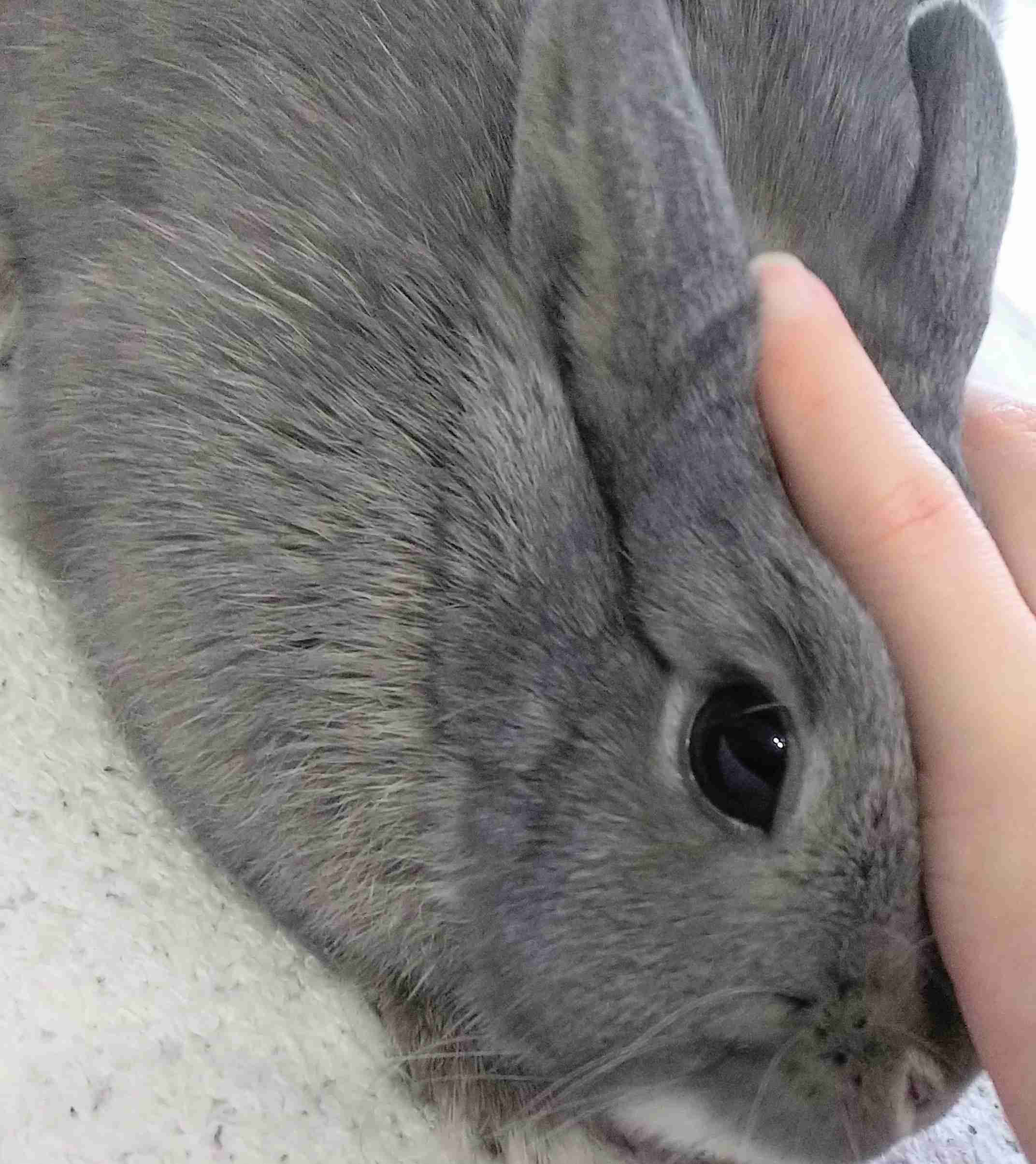 ウサギ好きのための雑談トピ🐰