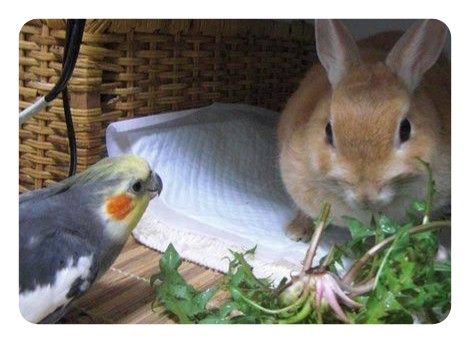 ウサギ好きのための雑談トピ🐰
