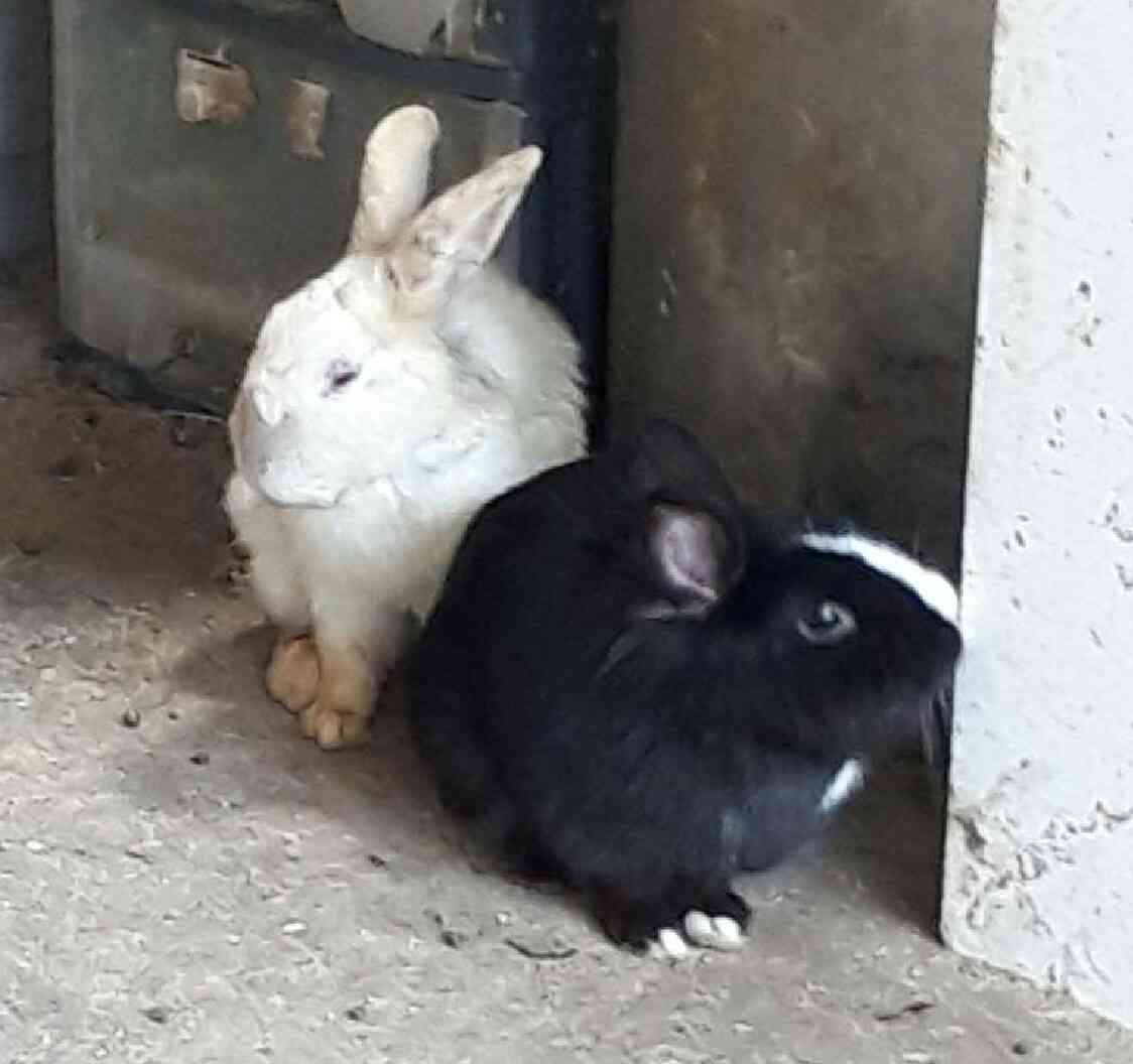 ウサギ好きのための雑談トピ🐰