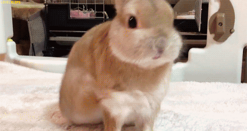 ウサギ好きのための雑談トピ🐰