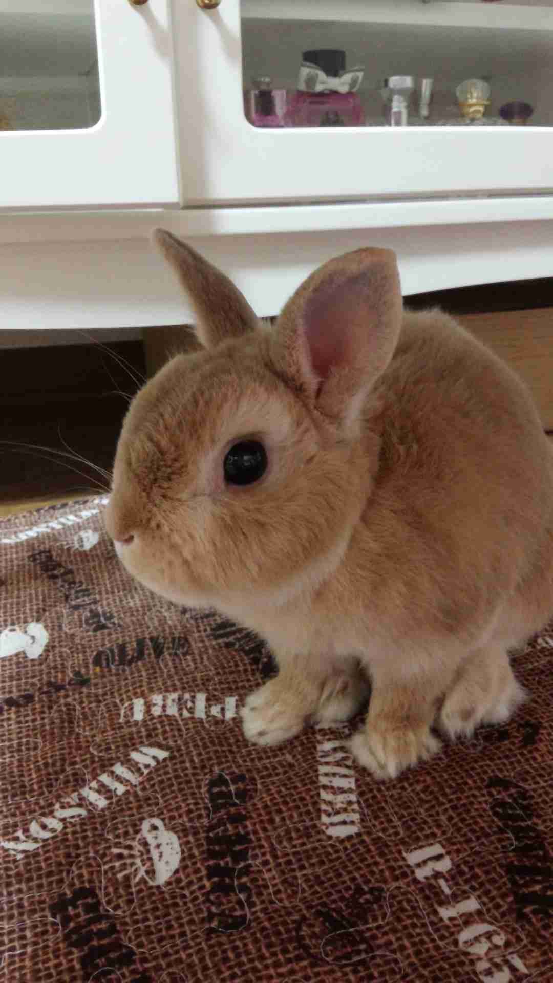 ウサギ好きのための雑談トピ🐰