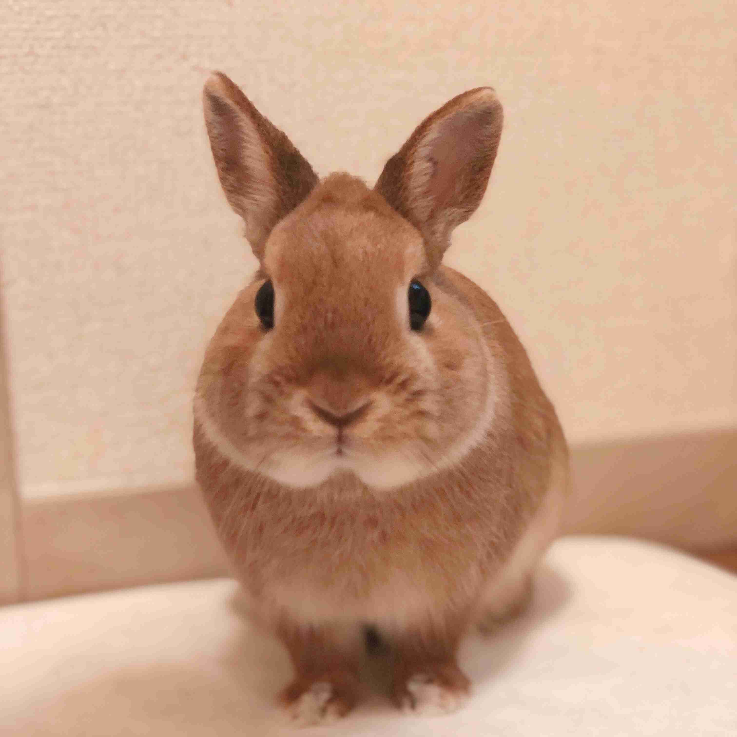 ウサギ好きのための雑談トピ🐰
