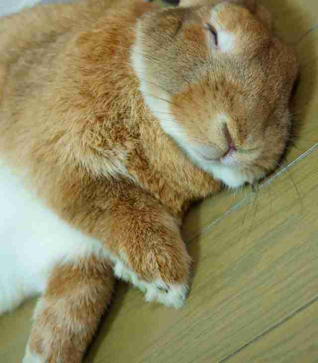 ウサギ好きのための雑談トピ🐰