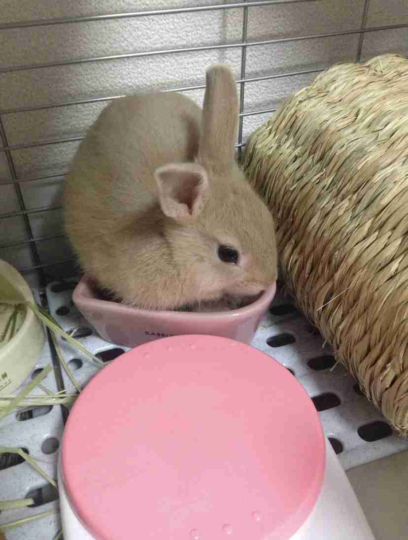 ウサギ好きのための雑談トピ🐰