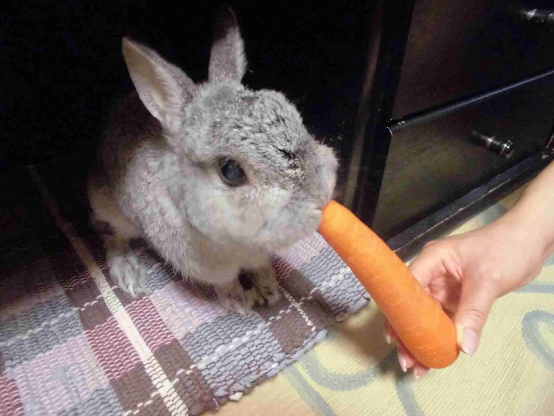 ウサギ好きのための雑談トピ🐰