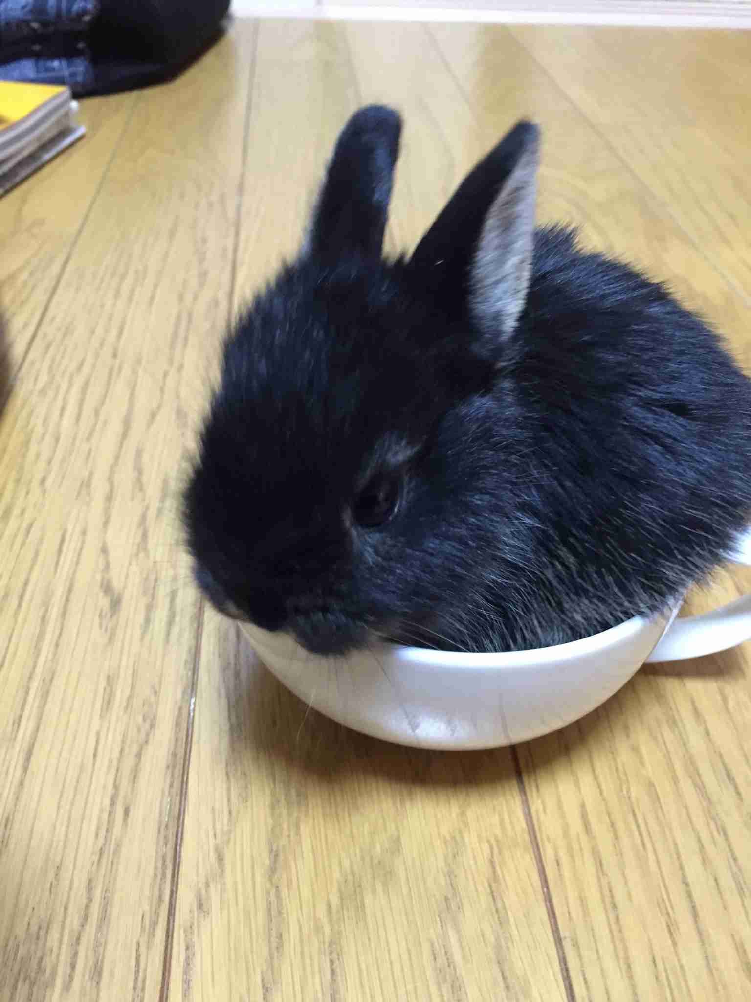 ウサギ好きのための雑談トピ🐰