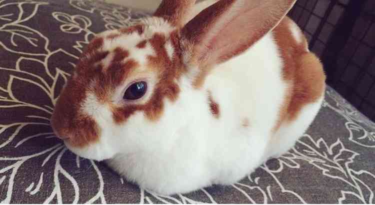 ウサギ好きのための雑談トピ🐰