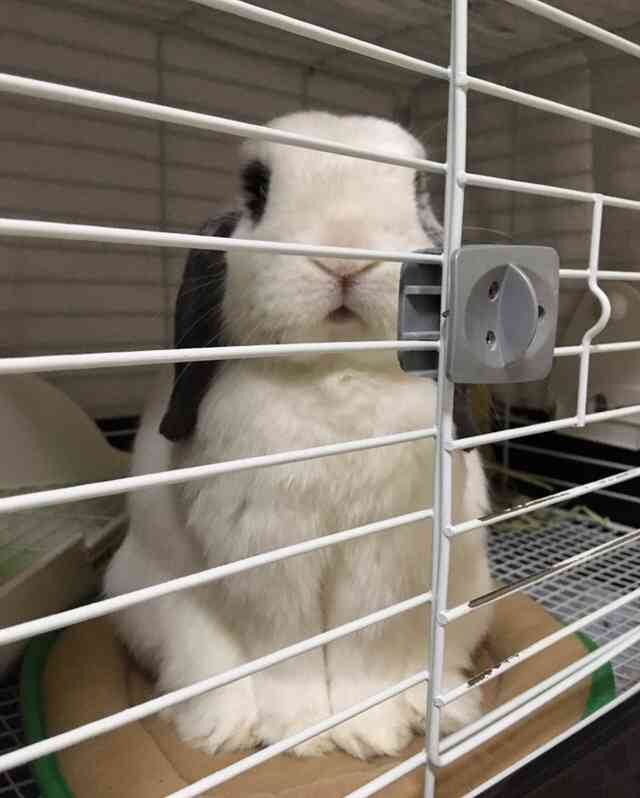 ウサギ好きのための雑談トピ🐰
