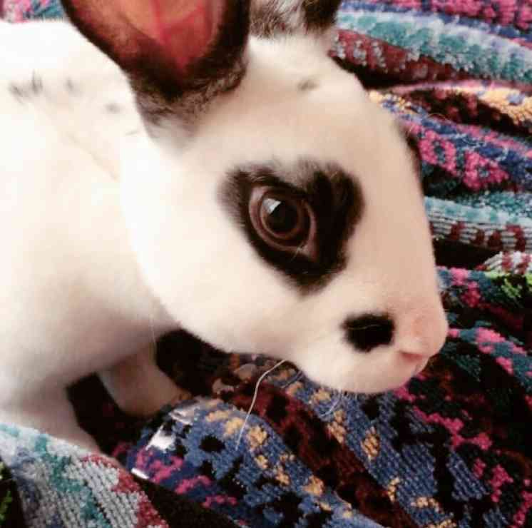 ウサギ好きのための雑談トピ🐰