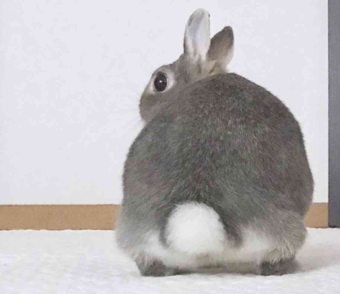 ウサギ好きのための雑談トピ🐰