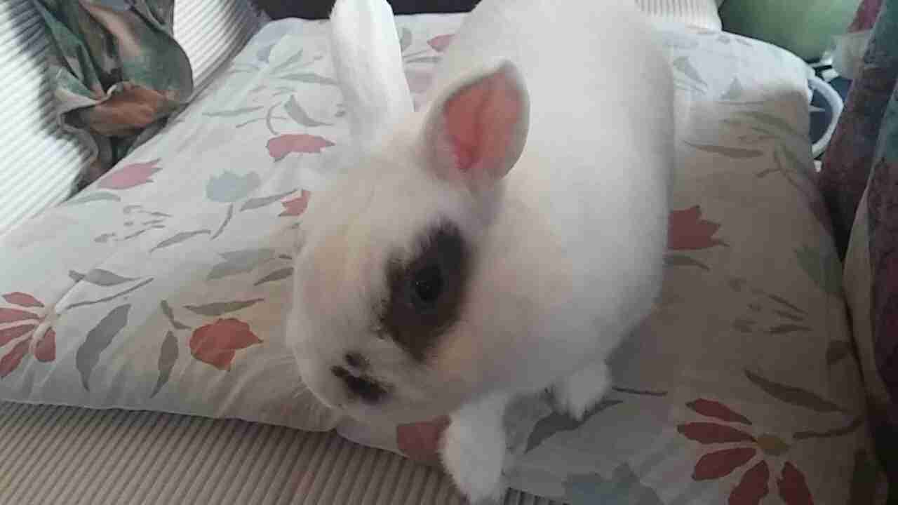 ウサギ好きのための雑談トピ🐰