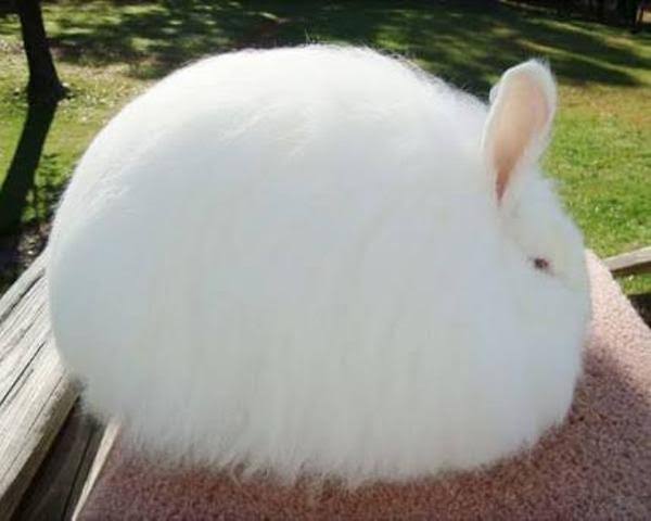 ウサギ好きのための雑談トピ🐰
